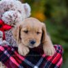 Image of Denver, a Golden Retriever puppy