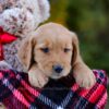 Image of Denver, a Golden Retriever puppy