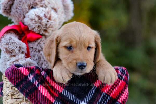 Image of Denver, a Golden Retriever puppy