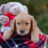 Image of Denver, a Golden Retriever puppy