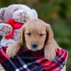 Image of Denver, a Golden Retriever puppy