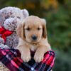 Image of Dexter, a Golden Retriever puppy