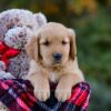 Image of Dexter, a Golden Retriever puppy