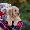 Image of Dexter, a Golden Retriever puppy