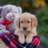 Image of Dexter, a Golden Retriever puppy