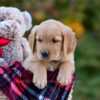 Image of Dexter, a Golden Retriever puppy