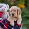 Image of Dexter, a Golden Retriever puppy