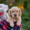 Image of Dexter, a Golden Retriever puppy