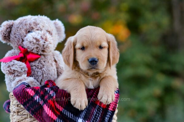 Image of Dexter, a Golden Retriever puppy