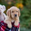 Image of Dexter, a Golden Retriever puppy