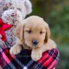 Image of Dolly, a Golden Retriever puppy