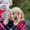 Image of Dolly, a Golden Retriever puppy