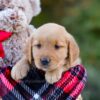 Image of Dolly, a Golden Retriever puppy