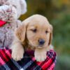 Image of Dolly, a Golden Retriever puppy