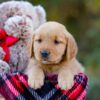 Image of Dolly, a Golden Retriever puppy