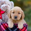 Image of Dolly, a Golden Retriever puppy