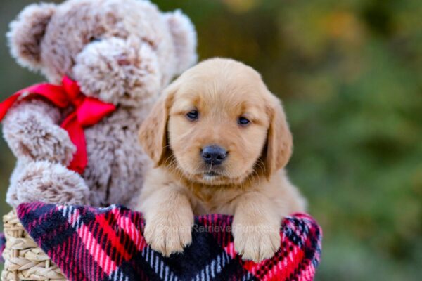 Image of Dolly, a Golden Retriever puppy