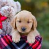 Image of Dolly, a Golden Retriever puppy