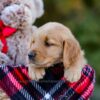 Image of Dolly, a Golden Retriever puppy