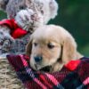 Image of Doreen, a Golden Retriever puppy