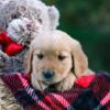 Image of Doreen, a Golden Retriever puppy