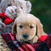 Image of Doreen, a Golden Retriever puppy