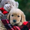 Image of Doreen, a Golden Retriever puppy