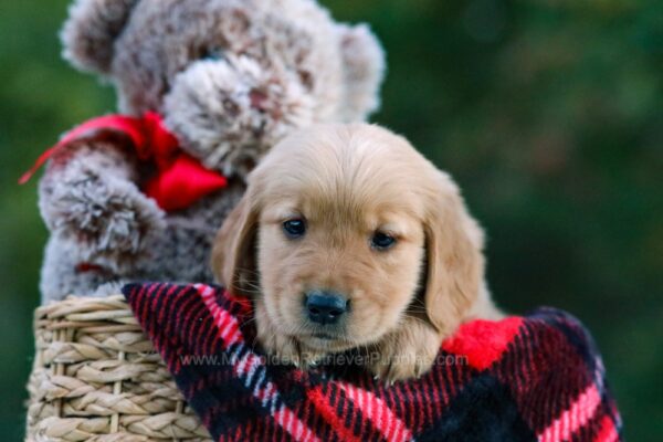 Image of Doreen, a Golden Retriever puppy