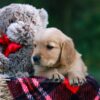 Image of Doreen, a Golden Retriever puppy