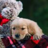 Image of Doreen, a Golden Retriever puppy