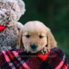 Image of Doreen, a Golden Retriever puppy