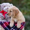 Image of Dozer, a Golden Retriever puppy