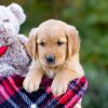 Image of Dozer, a Golden Retriever puppy