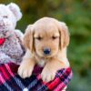 Image of Dozer, a Golden Retriever puppy