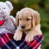 Image of Dozer, a Golden Retriever puppy