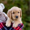 Image of Dozer, a Golden Retriever puppy