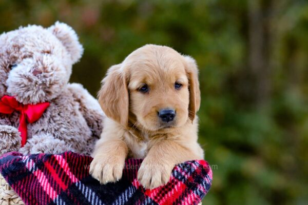 Image of Dozer, a Golden Retriever puppy