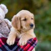 Image of Dozer, a Golden Retriever puppy