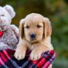 Image of Dozer, a Golden Retriever puppy