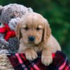 Image of Dylan, a Golden Retriever puppy