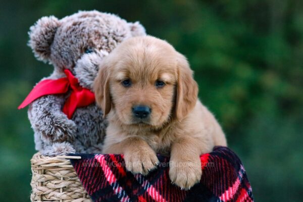 Image of Dylan, a Golden Retriever puppy