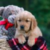 Image of Dylan, a Golden Retriever puppy