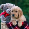 Image of Dylan, a Golden Retriever puppy