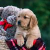 Image of Dylan, a Golden Retriever puppy