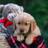 Image of Dylan, a Golden Retriever puppy