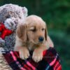 Image of Dylan, a Golden Retriever puppy