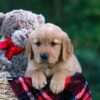 Image of Dylan, a Golden Retriever puppy