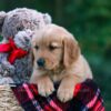 Image of Dylan, a Golden Retriever puppy