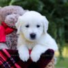 Image of Eagle, a Golden Retriever puppy