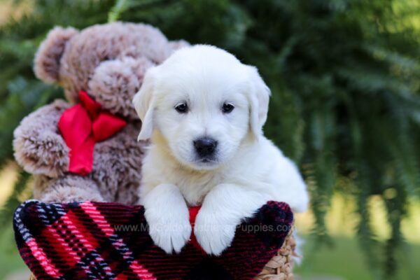 Image of Eagle, a Golden Retriever puppy